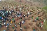 Members planting trees