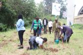 Tree planting