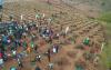 Members planting trees